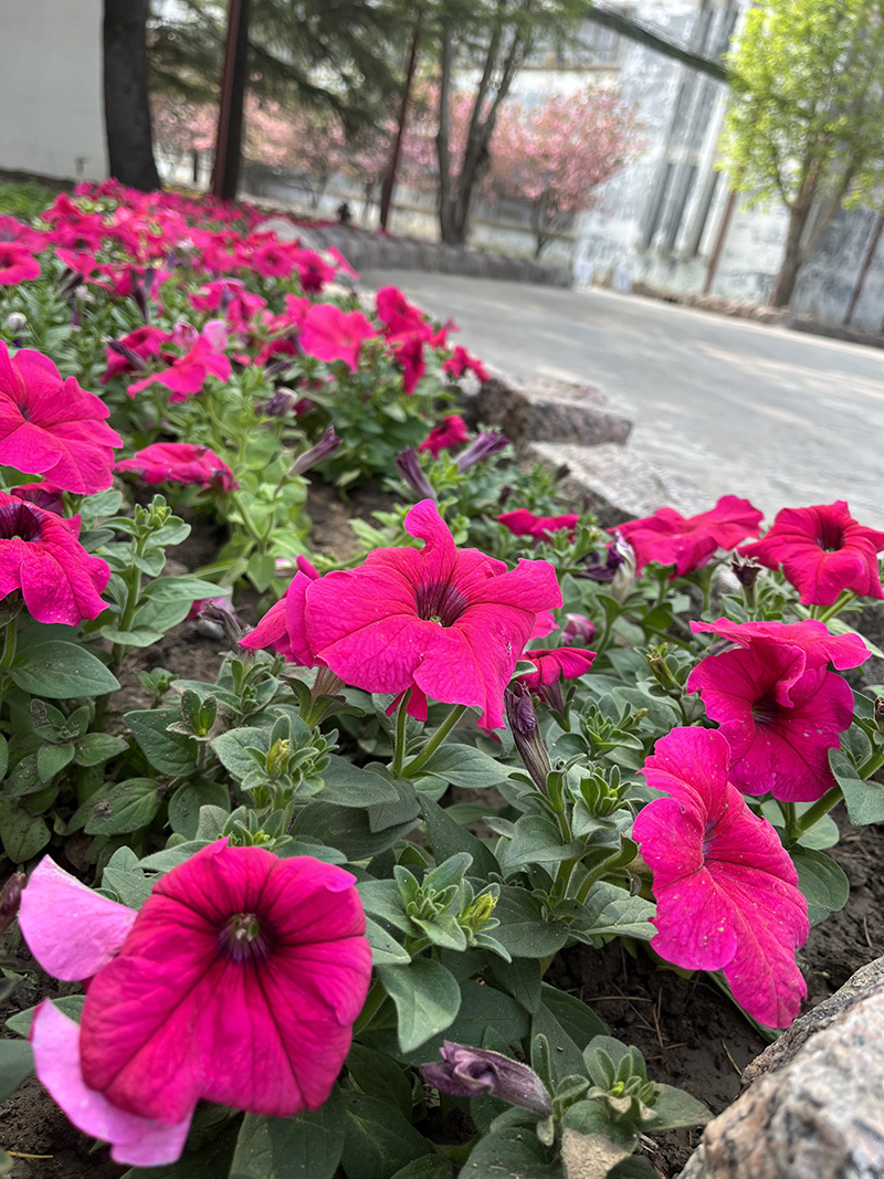 1649330673170339.jpg 栽植花草(吕利).jpg